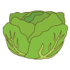 cabbage